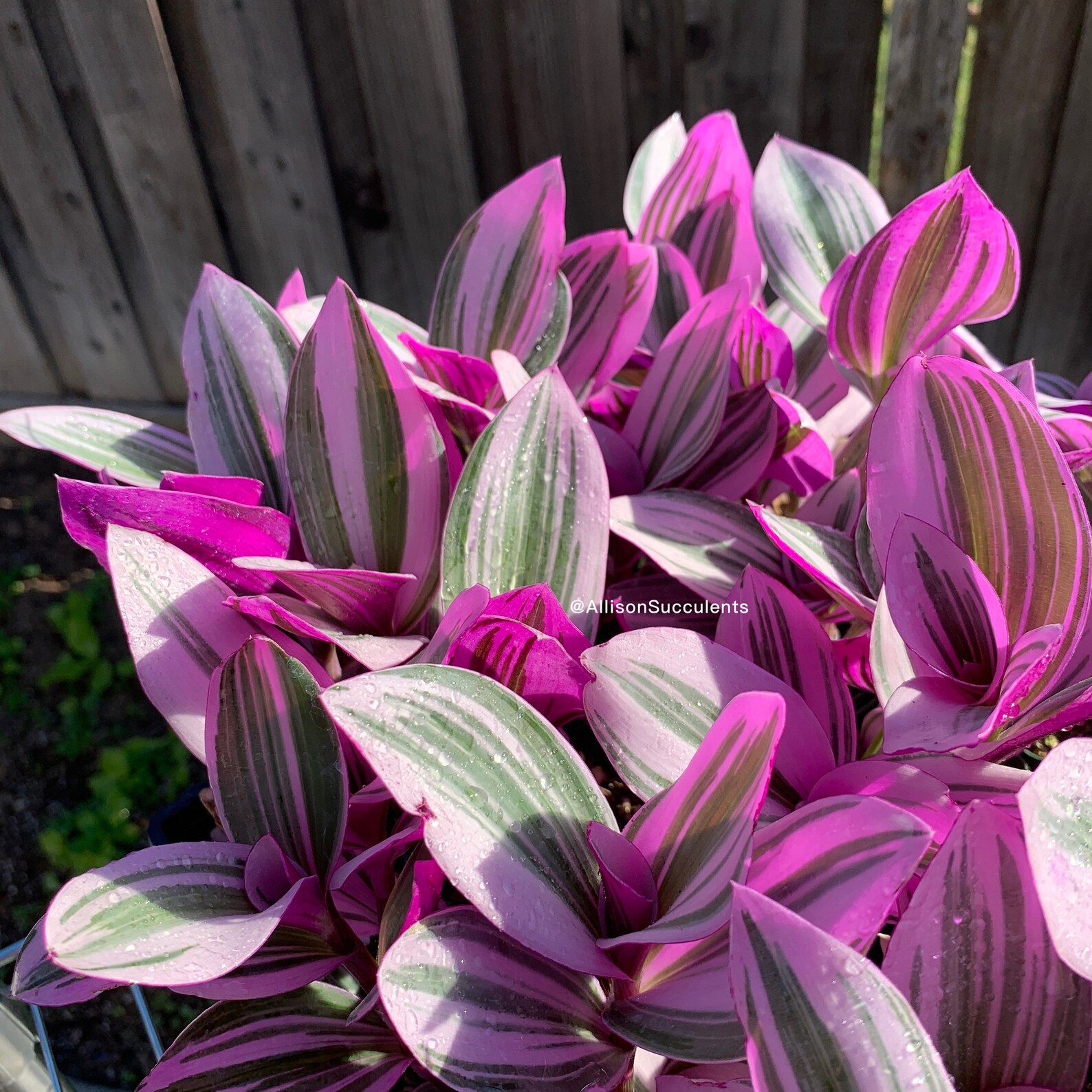 Tradescantia Nanouk Variegated House Plants cutting or 2inch Etsy