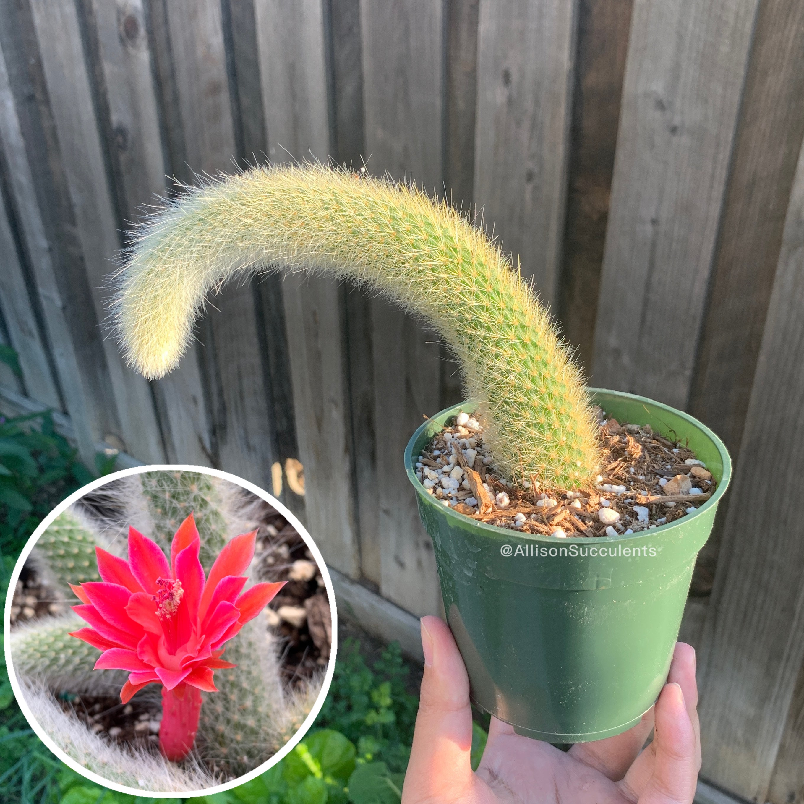 Monkey Tail Cactus | Hildewintera Colademononis Plants | Trailing