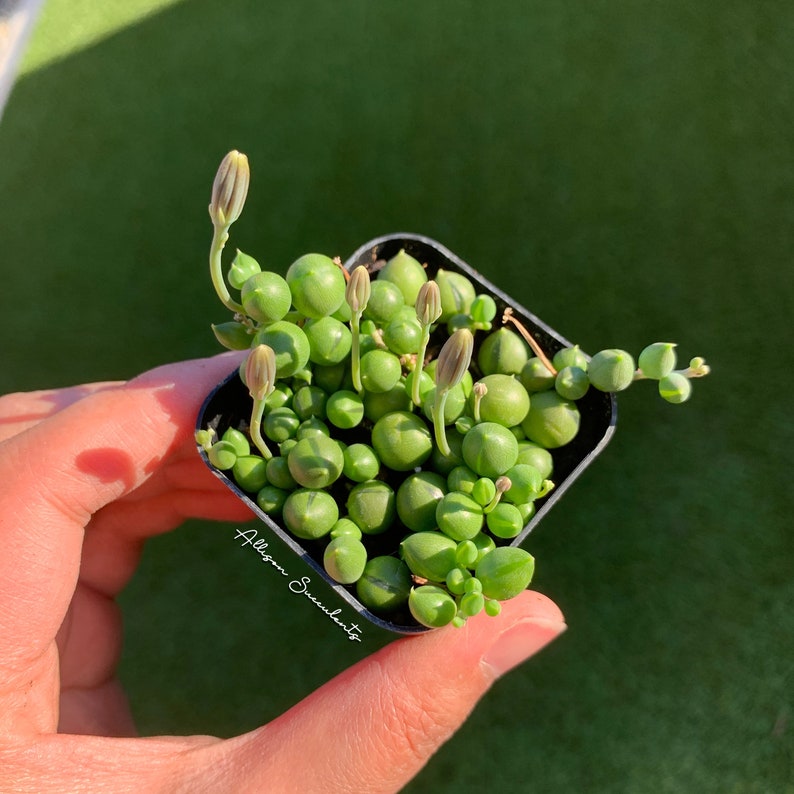 May include: A small square black pot filled with a String of Pearls succulent plant. The plant features many small, round, green, pearl-like leaves and several budding flower stalks. The text "Allison Succulents" is printed on the pot.