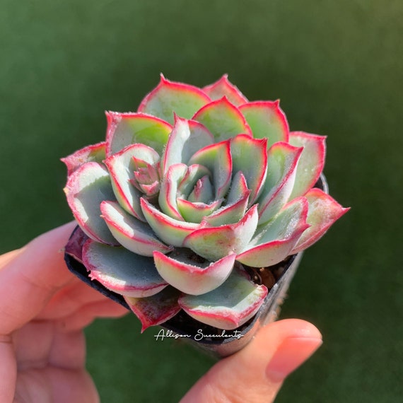 Echeveria Esther Echeveria Moon Gad Varnish Succulents Plants - 2 inch pot
