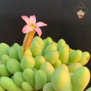 May include: A close-up of a succulent plant with small, round, light green leaves. A single pink flower with a yellow center is blooming on the top of the plant.