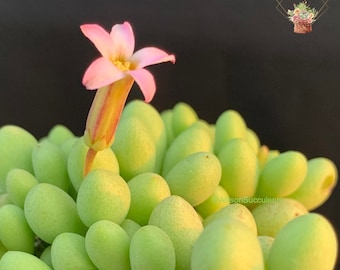 Cotyledon Sinus-Alexandri The Fairy Tale Plant - 2 inch pot (Do not come with flower)
