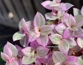 Callisia repens 'Pink Lady' succulents plants (2 inch pot)