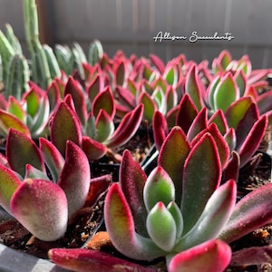 Fuzzy Echeveria pulvinata devotion Ruby Slippers succulents plants - 2 inch