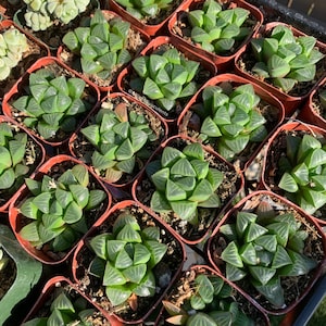 May include: A close-up of several small, square pots filled with green succulents. The plants have translucent, triangular leaves arranged in a rosette pattern. The pots are brown and arranged closely together, creating a grid-like pattern.