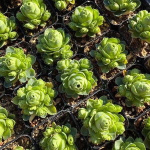 Mountain Rose Greenovia dodrentalis Succulents Plant - 2 inch pot