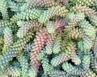 Sedum Donkey Tail | Sedum Burro Tail | Stonecrop Succulents | Sedum Morganianum | Sedum Burrito | hanging plants -2inch pot