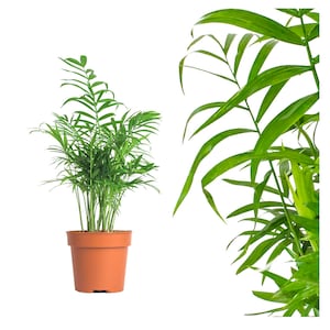 real mountain palm houseplant Chamaedorea elegans - air-purifying salon palm green plant for home and office, evergreen tropical palm