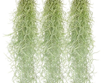 Pack de 3 Tillandsia colgante 50 cm Tillandsia Usneoides plantas de aire, plantas de terrario, musgo español, musgo de Luisiana, plantas de interior