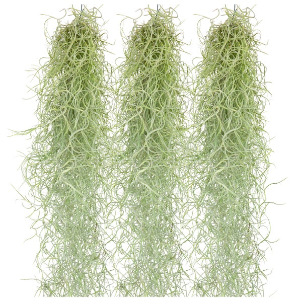 Pack de 3 Tillandsia suspendues 50 cm Tillandsia Usneoides plantes aériennes, plantes de terrarium, mousse espagnole, mousse de Louisiane, plantes d'intérieur