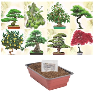 Set di semi bonsai set di propagazione di piante di alberi bonsai reali kit di avvio bonsai