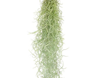 1 Tillandsien hängend 50cm Tillandsia Usneoides Luftpflanzen, Terrarium Pflanzen, Spanisches Moos, Louisianamoos, Zimmerpflanzen