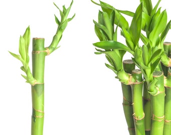 Glücksbambus Lucky Bamboo Echte Zweige Dracaena Sanderiana Div Grössen Gerade Stiele Bambusband Pflanze Fengshui Zimmerpflanze Deko Florstik