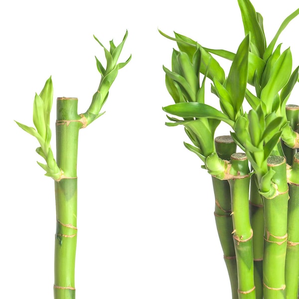 Glücksbambus Lucky Bamboo Echte Zweige Dracaena Sanderiana Div Grössen Gerade Stiele Bambusband Pflanze Fengshui Zimmerpflanze Deko Florstik