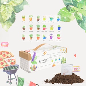 Erbe da cucina Semi di erbe biologiche e semi di tè Kit di coltivazione Mini scatola di fiori Semi fai da te