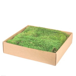 Preserved Bollenmoss for DIY moss pictures 6 - 8 Bollen Hügelmoss, real moss moss cushion moss
