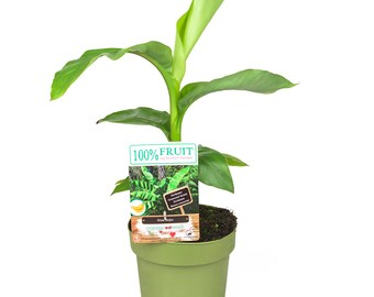 Echte Musa Basjoo bananenplant winterhard ongeveer 40 tot 60 cm - meerjarige palm bananenbananenboom