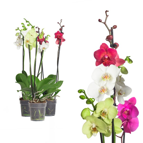 3 vraies orchidées orchidée phalaenopsis colorée 2 pousses orchidée papillon mélange coloré, plantes modernes décoration exotique