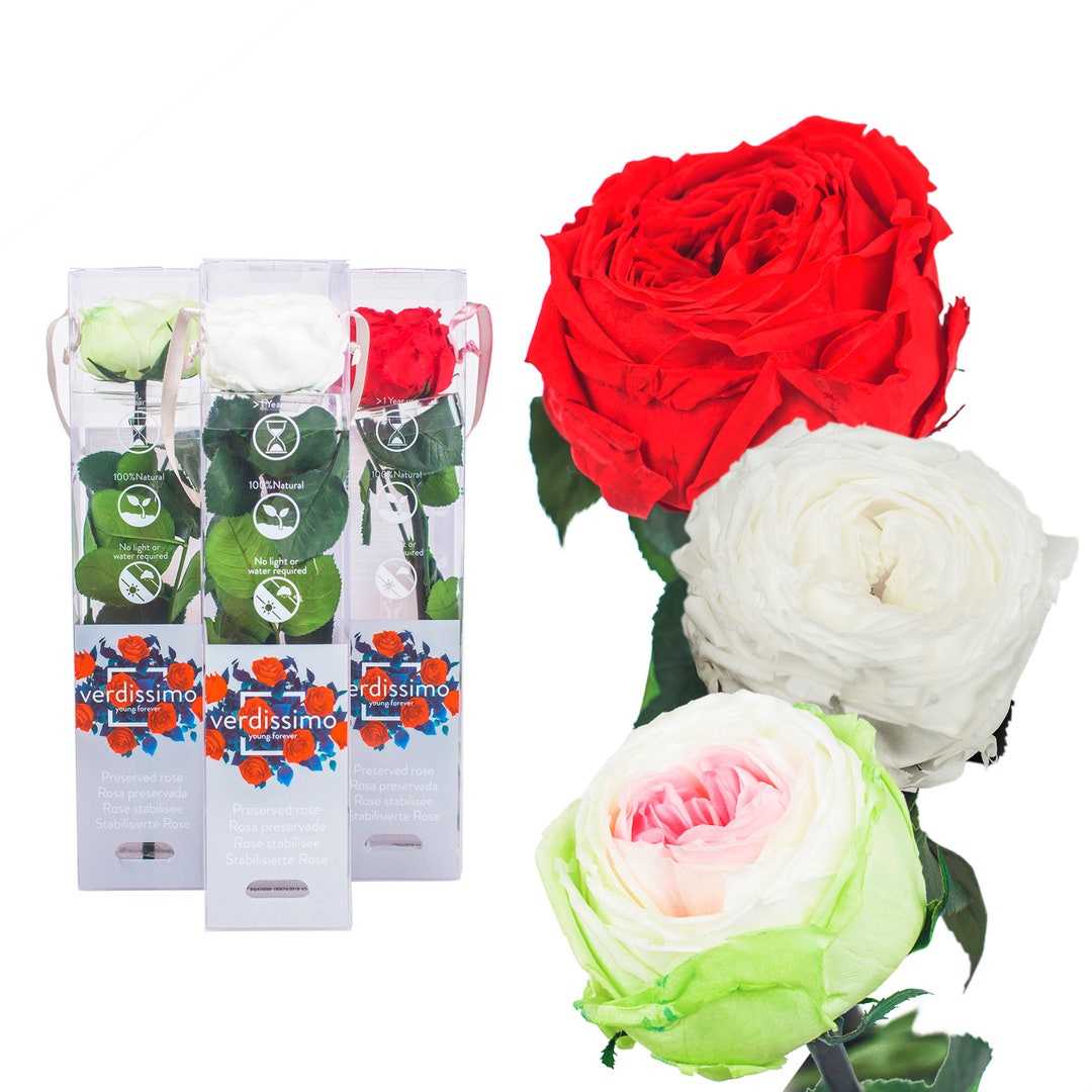 Echte Rose konserviert - Preserved Rosen 27cm - gefriergetrocknete ...