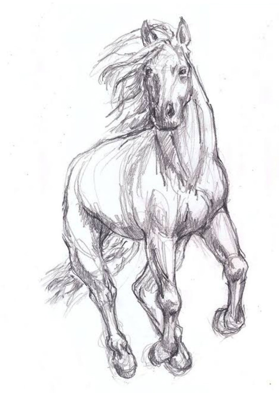 Running Horse Sketch. Etsy