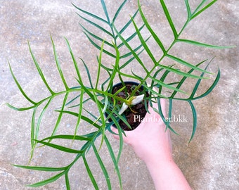 Philodendron Tortum - GRATIS Fytosanitair!!!