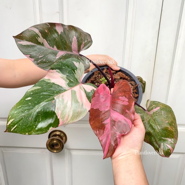 Pink princess marble king variegated - FREE Phytosanitary !!!