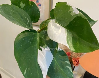 Philodendron witte prinses - GRATIS fytosanitair!!!