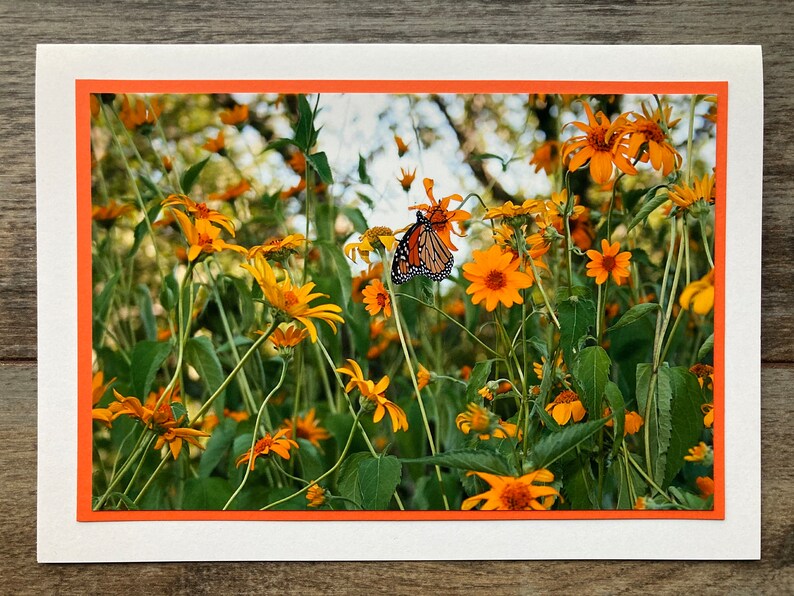 Monarch Butterfly 5x7 Photo Note Card Bundle of 3: Blank Inside With ...