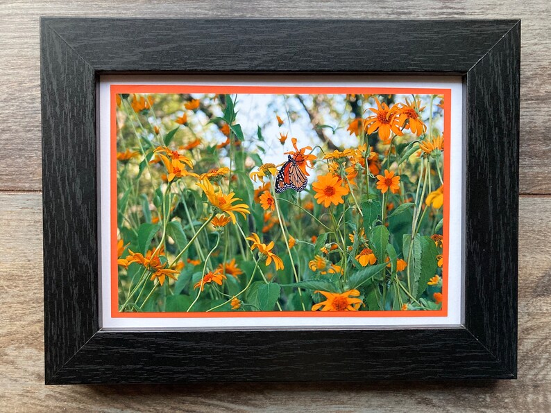 Monarch Butterfly 5x7 Photo Note Card Bundle of 3: Blank Inside With ...