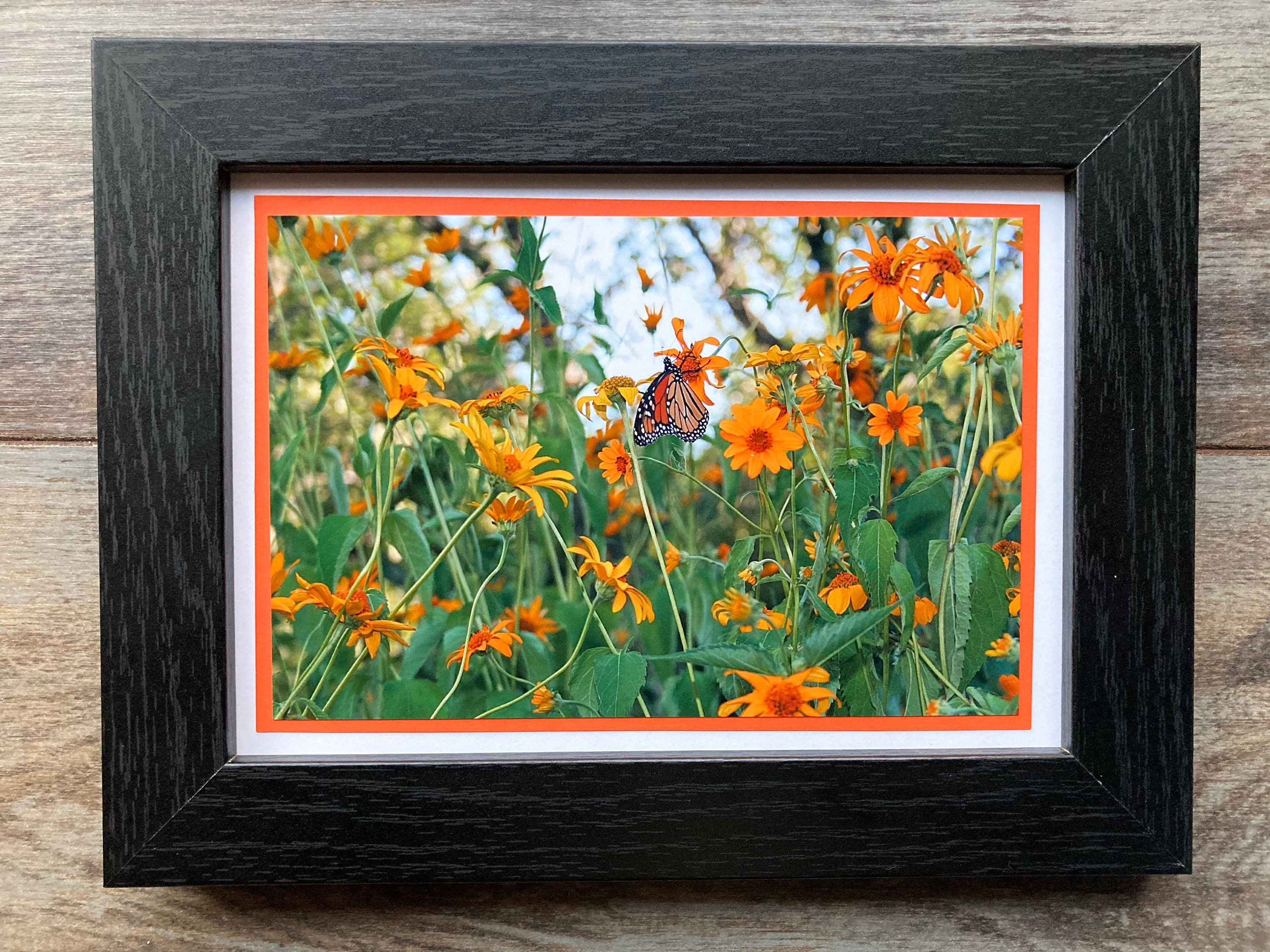 Monarch Butterfly 5x7 Photo Note Card Bundle of 3: Blank Inside With ...