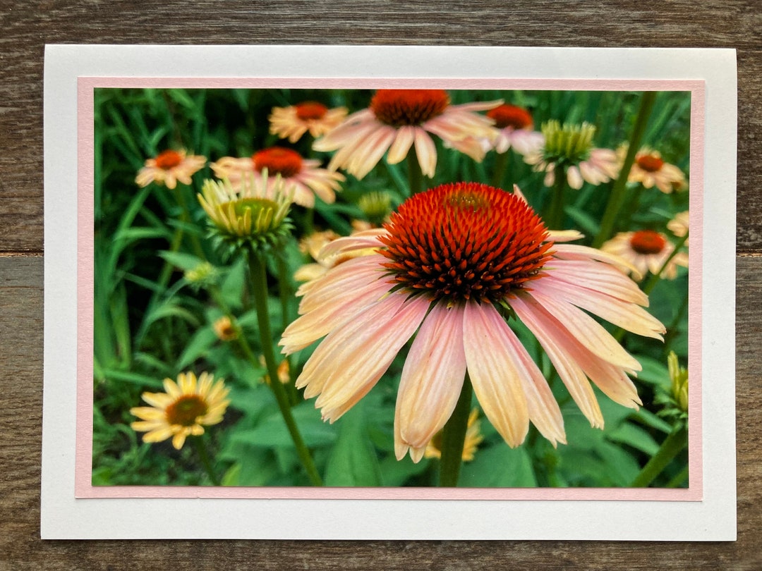 Handmade Coneflower Photo Card: Blank Note Card With Envelope - Etsy