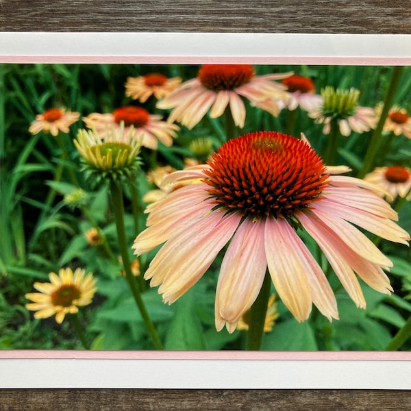 Coneflower Greeting Card, Handmade Photo Card, Nature, 5x7 Photo Note Card with Envelope, Blank Inside, Flower Garden, Photography