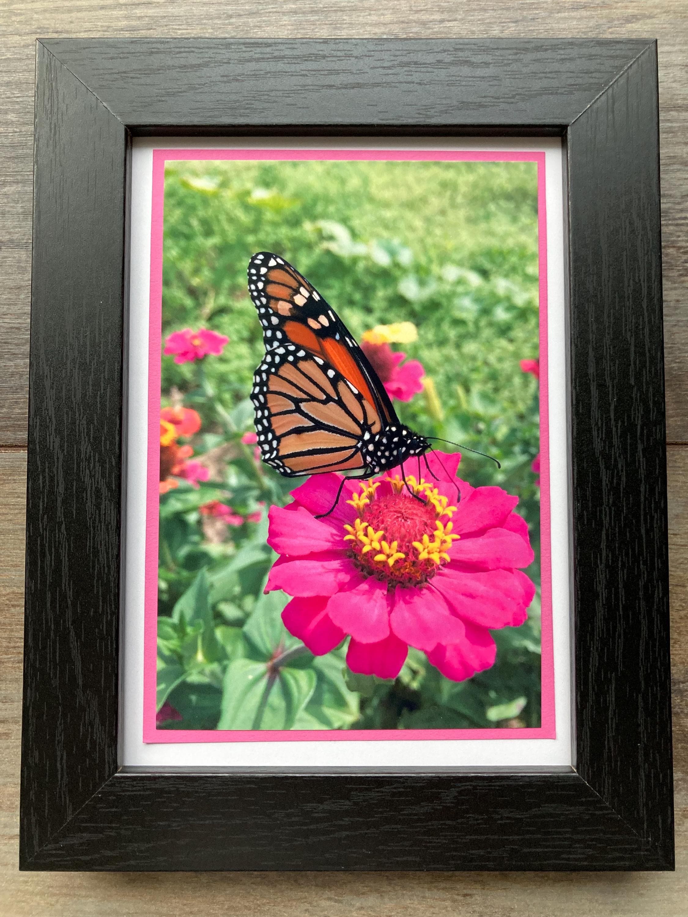 Monarch Butterfly 5x7 Photo Note Card Bundle of 3: Blank Inside With ...