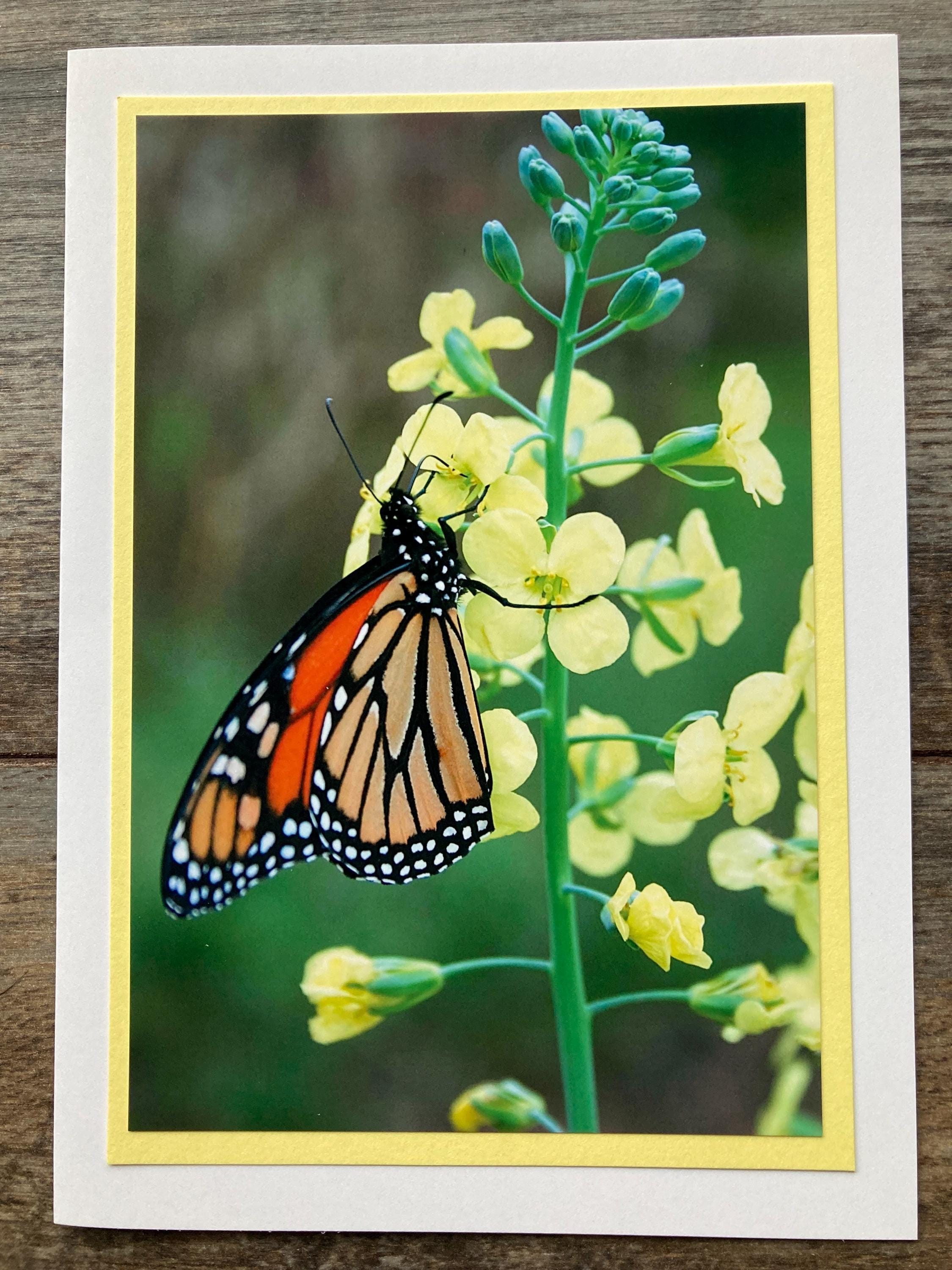 Monarch Butterfly 5x7 Photo Note Card Bundle of 3: Blank Inside With ...
