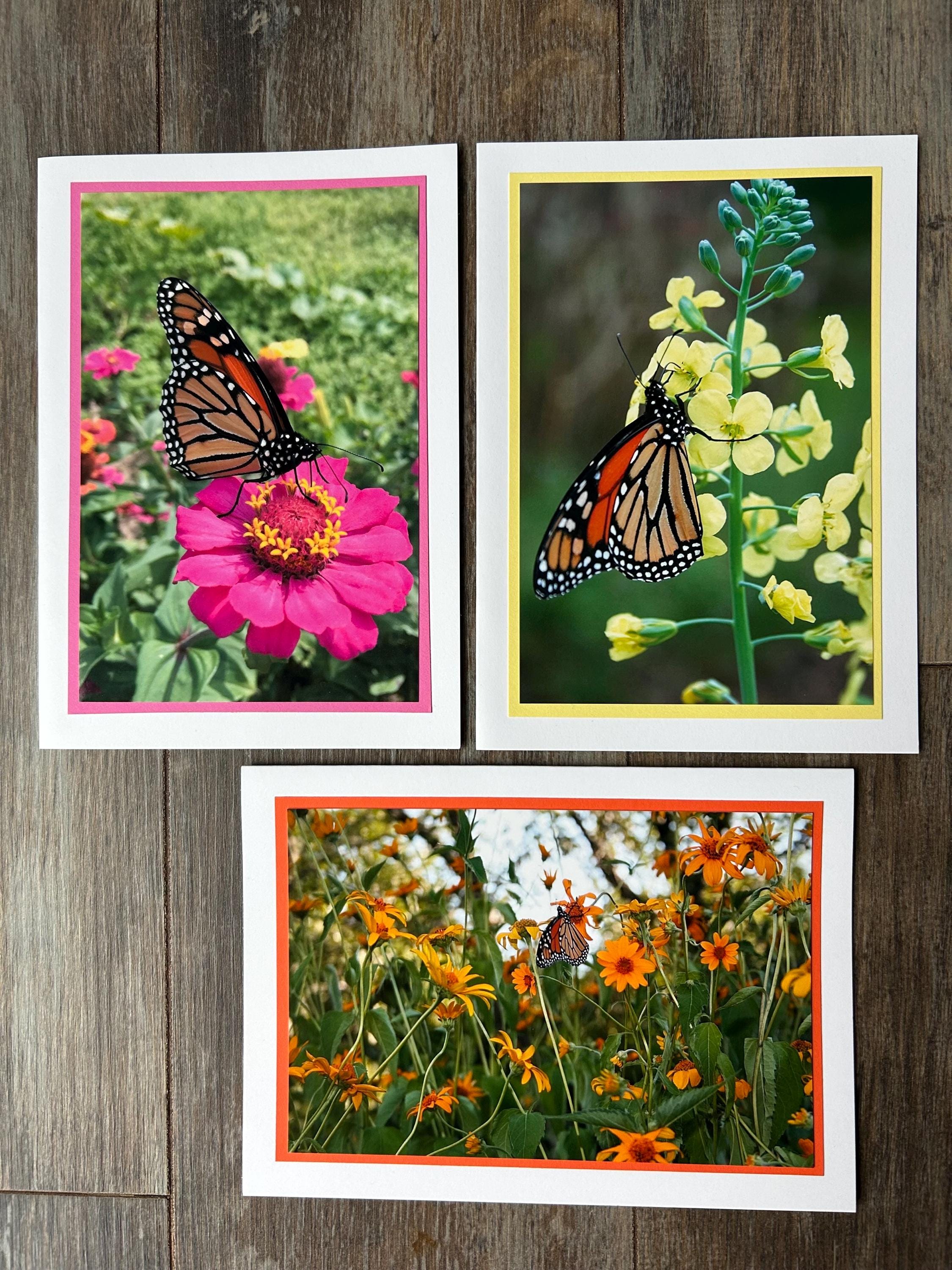 Monarch Butterfly 5x7 Photo Note Card Bundle of 3: Blank Inside With ...