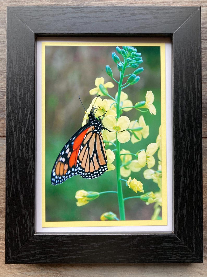 Monarch Butterfly 5x7 Photo Note Card Bundle of 3: Blank Inside With ...