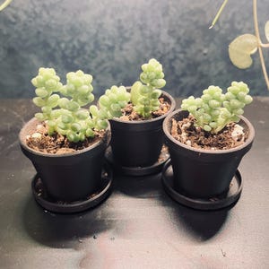May include: Three small succulent plants in black pots with black saucers. The plants have small, round, green leaves.