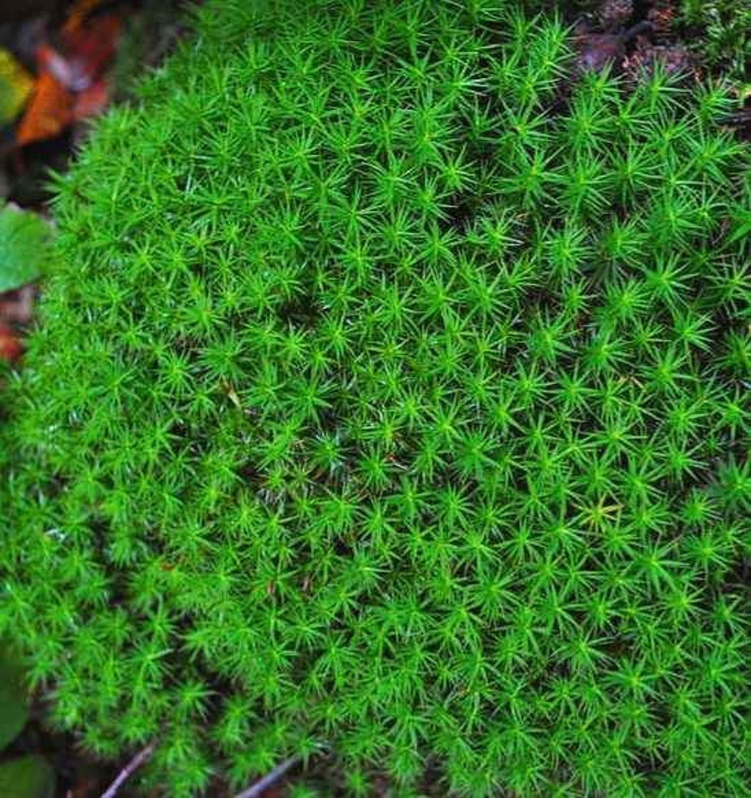 Haircap Moss polytrichum Commune - Etsy Haircap Moss polytrichum Commune - Etsy