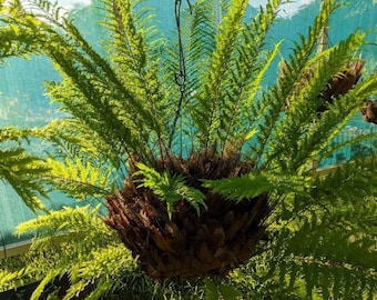 Josefia Intricata/aridarum Perisai - Etsy