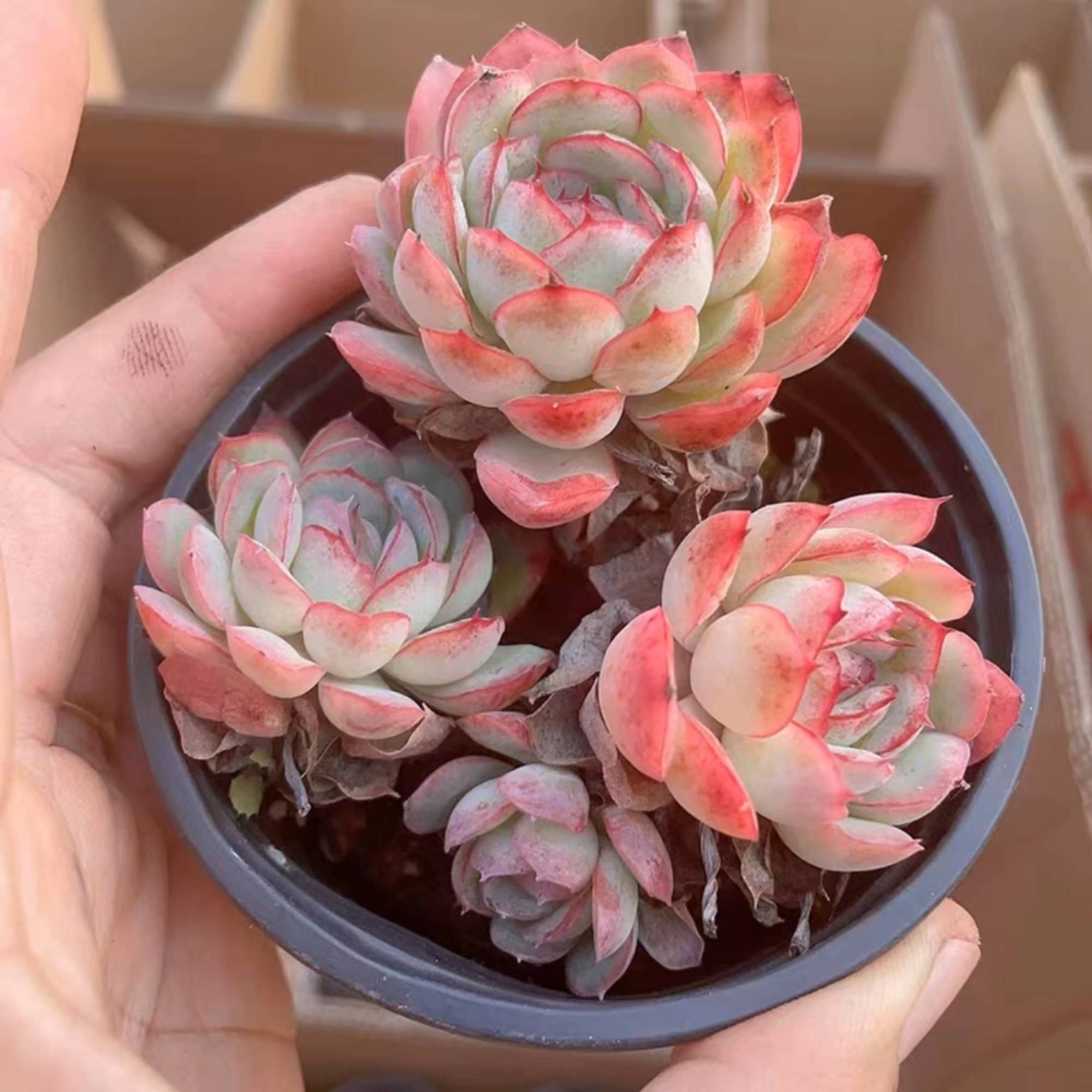 Echeveria 'silhouette' Group 侧影群盆 浅灰 - Etsy