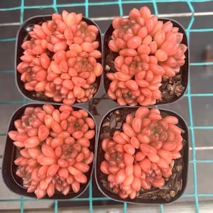May include: Four small pots of succulent plants with bright pink leaves. The plants are arranged in a grid pattern.