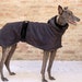 see more listings in the galgo section