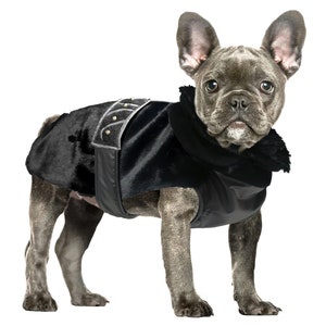 Manteau bouledogue anglais sale