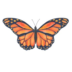 Monarch Art print