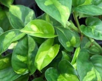 Global green Pothos (rare) cutting (unrooted)