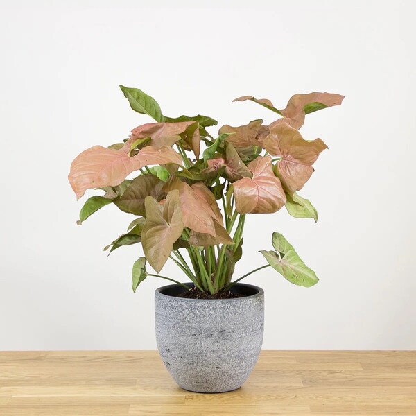 Syngonium Pink Splash cutting