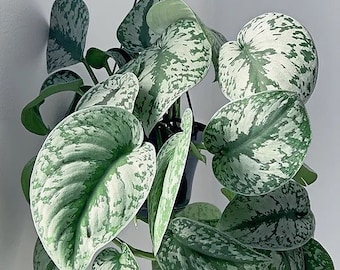 Bouture de pothos en satin (non racinée)