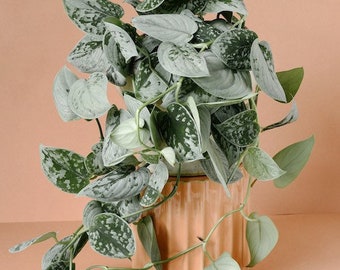 Silvery Ann Scindapsus Pictus - Plant Cuttings - Pothos variety cuttings - Silver leaf plants