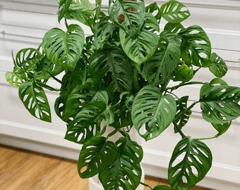 Monstera Adansonii, Fromage Suisse| Monstera Adansonii | 1 bouture, sans racines