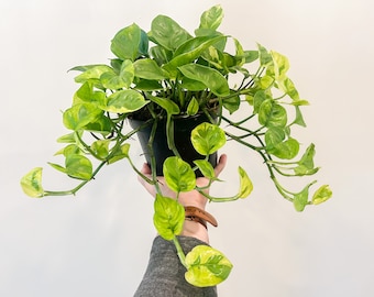 Lemon meringue Pothos cutting (unrooted)